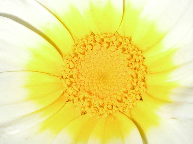 Kronenwucherblume - Chrysanthemum carinatum 